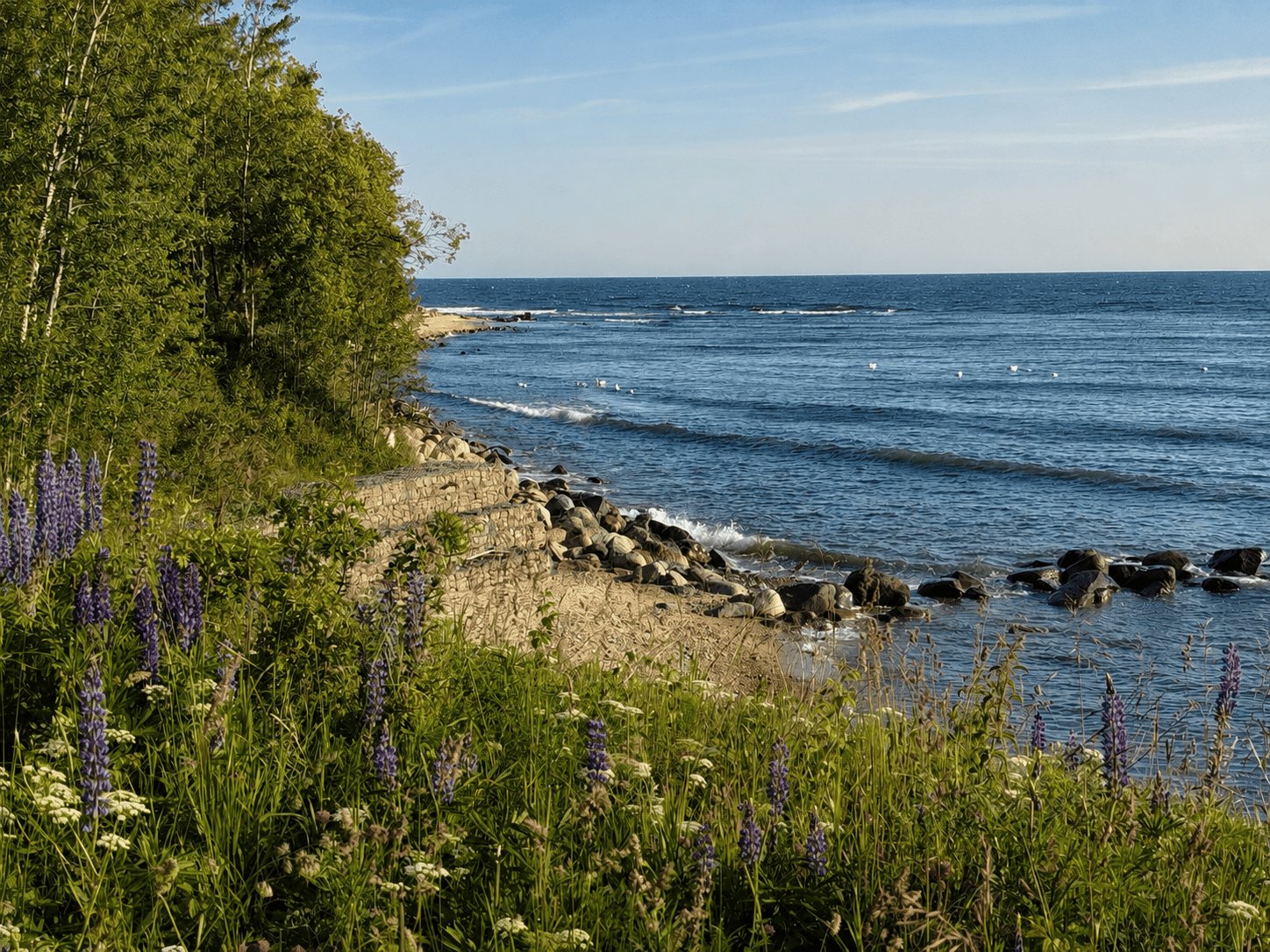lupin-baltic-sea