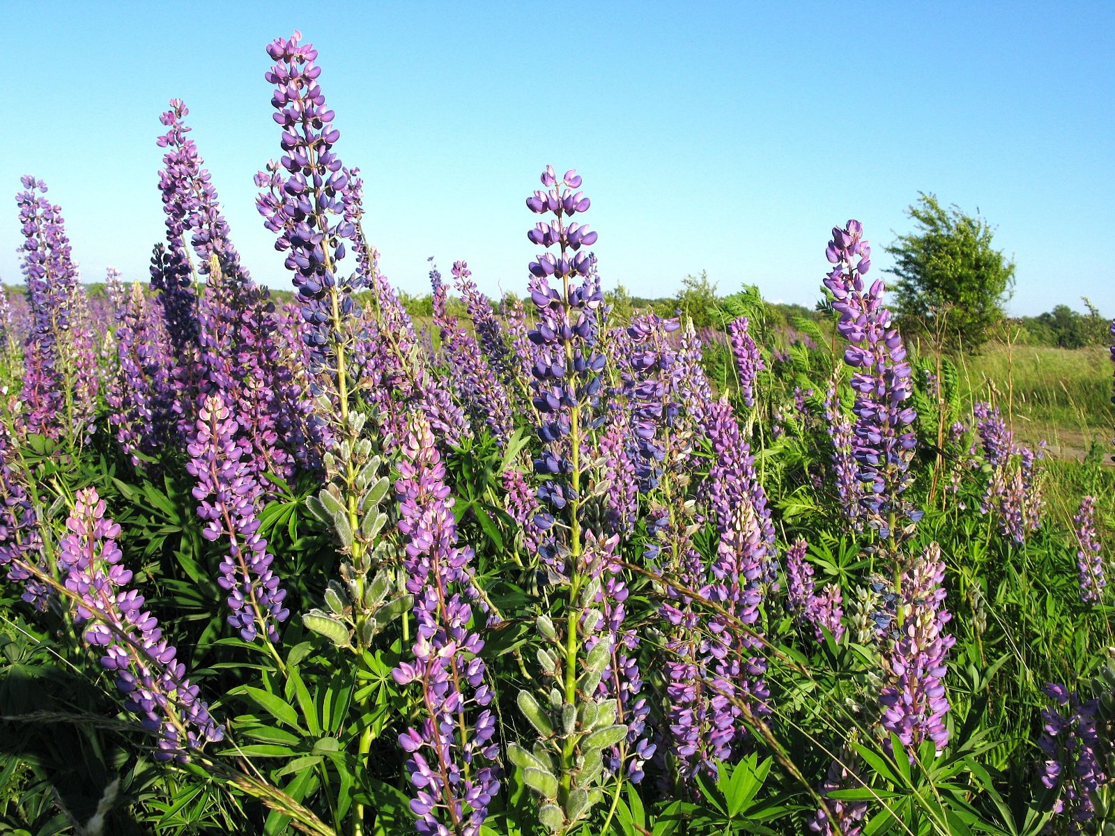 lupin-v-kaliningrade