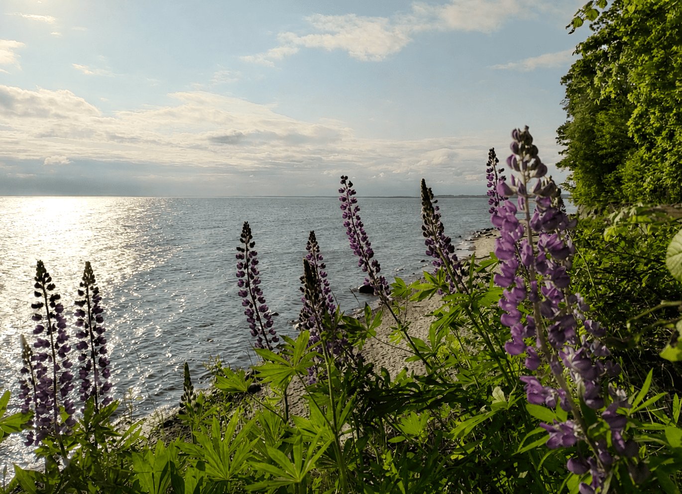 lupin-sea
